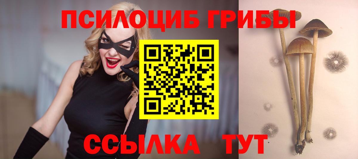 Галлюциногенные грибы Psilocybine cubensis Элиста